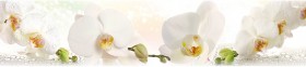 Кухонный фартук КМ 155 Орхидея Капли Цветы в Исилькуле - isilkul.katalogmebeli.com | фото 1