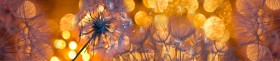 Кухонный фартук Мерцание Одуванчики золотистые 3 серебро в Исилькуле - isilkul.katalogmebeli.com | фото 1