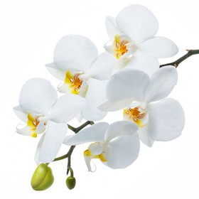 Стол обеденный Танго белый/Орхидея в Исилькуле - isilkul.katalogmebeli.com | фото 3